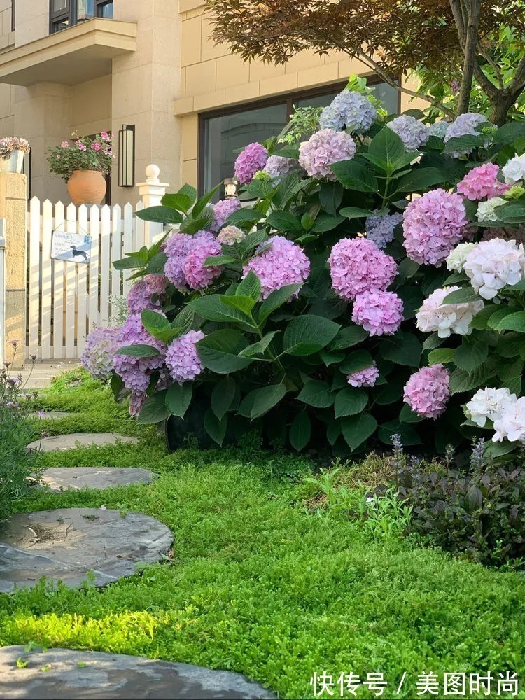 满园|2年前,买了一栋带院子的房子,在高楼喧嚣中建一个“梦幻花园”