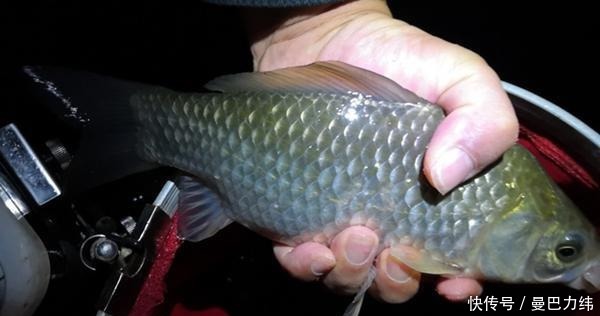 钓获|冬季不是不能夜钓,选对了出钓时机,比白天更容易钓获大鲫鱼!