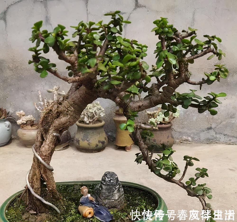 家里养棵树,经常修剪长势好,养成老桩盆景,价格翻几番