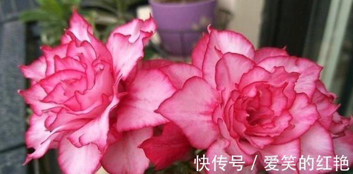 九里香|家里阳台养此款花，顺风顺水，旺财又镇宅，快养一盆吧！