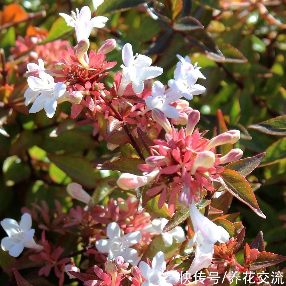 盆栽|花开灿烂的六道木，养成盆栽也好看，来看看不同的品种