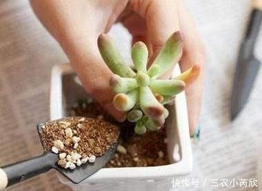 肉肉|肉肉养肥4步法