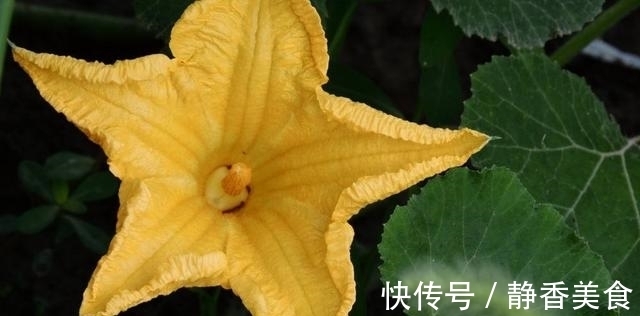 做法|南瓜花5种最好吃的做法,简单美味又下饭,看看你喜欢吃哪种?