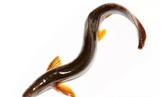 运动能力|可别小瞧泥鳅，加点黑豆和芝麻，不出二周，腰疼腿麻统统灭掉