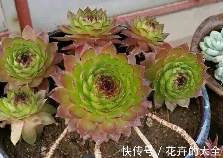 侧芽|新人养多肉植物观音莲,学会3个方法,枝繁叶茂,侧芽长爆盆