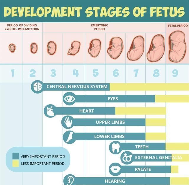 胎儿|宝宝聪明要趁早在娘肚会经历3个脑发育高峰期，孕妈要抓住时机