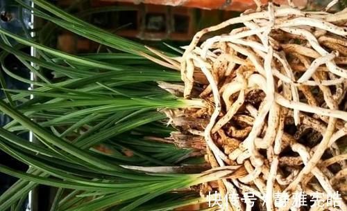 养兰花,“掐准”此4点,植株更长寿、年年开花