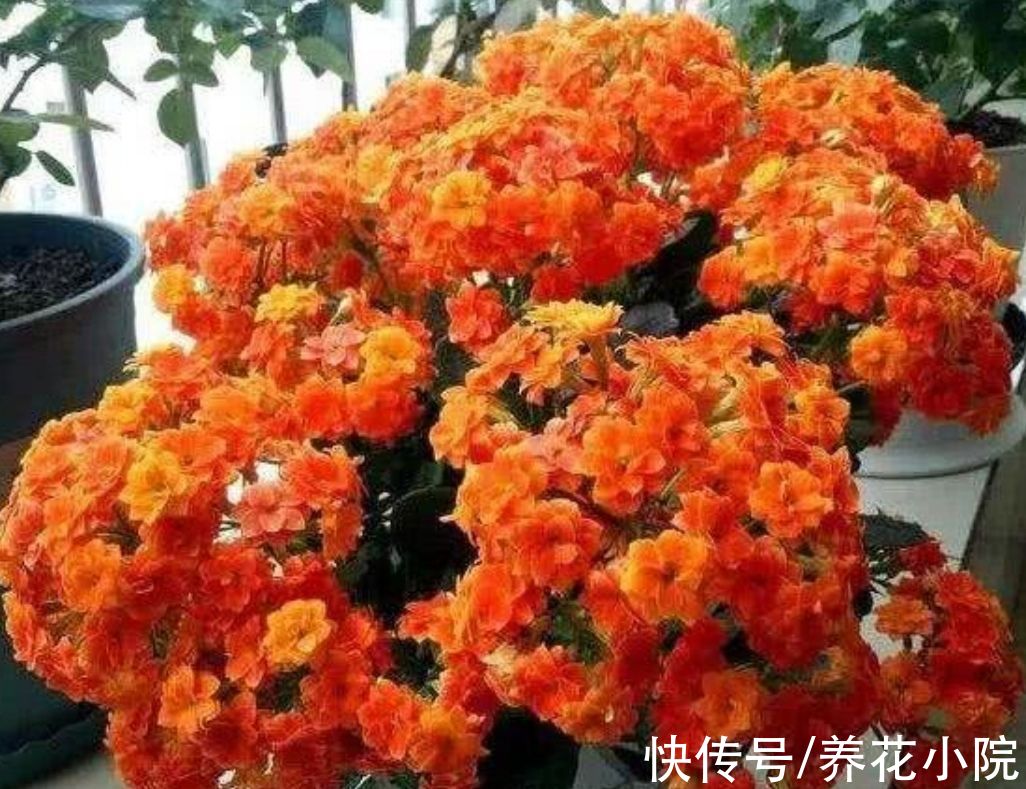 秋末养长寿花，有“3怕2喜”，做好了花苞长更多