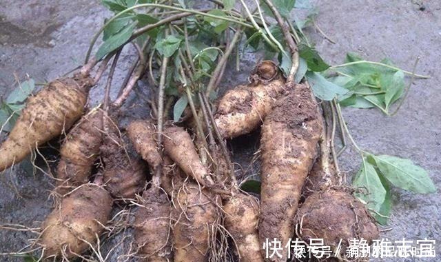 老农|农村野生山萝卜,以前挨饿时候人才吃,现在一斤能卖30多