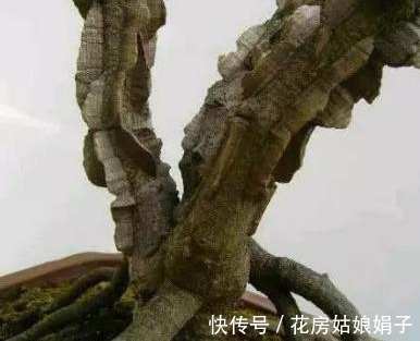 浇水|很好辨认的1种藤本植物,别轻易触碰,却是制作盆景的优良素材