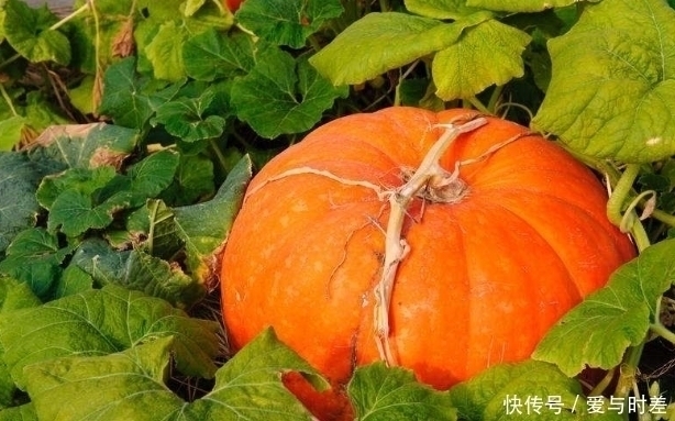 食用价值|南瓜遇上它，湿气没了，失眠也好了，女人想减轻皱纹，可以试试