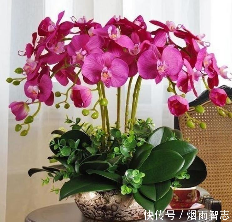 4种花是花中劳模,一年四季开花不断,颜值超高美极了