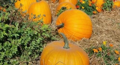 世衛組織：3種蔬菜，已被拉入“升脂”名單，在生活中盡量少吃