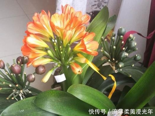 肥料|君子兰最爱的“1种液体”,往花盆里浇“1勺”,1年开花2次