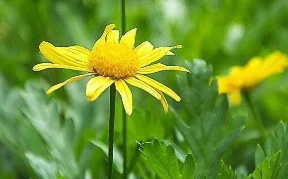 喜欢菊花就选“情人菊”,花姿优美,娇艳动人,花期长适合盆栽养