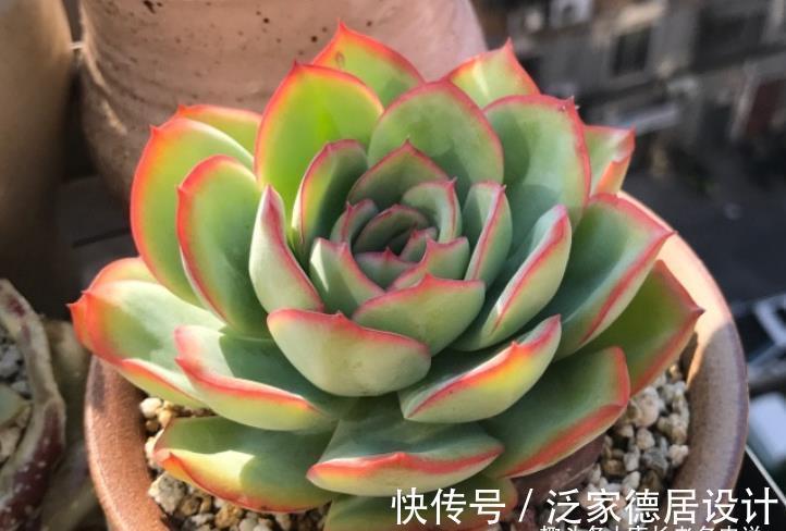 颗粒|平常翠翠红红，出状态之后妖妖艳艳，这种多肉名字还好听，叫晨露