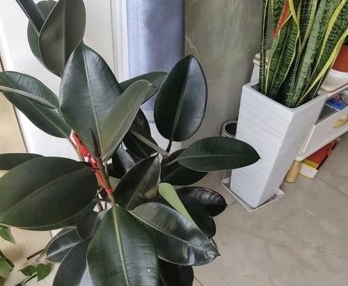 家庭养花,健康排在第一位,四种树随便放一种,吸甲醛效果强