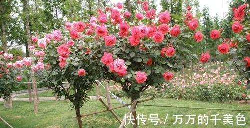 成就感|月季界的新宠,手把手教你制作树状月季,自己动手更有成就感