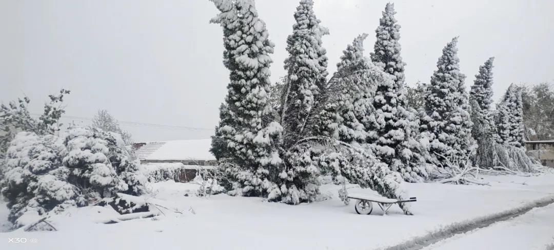 雪景|烟台终于下雪了！（附烟台绝美冰雪图）