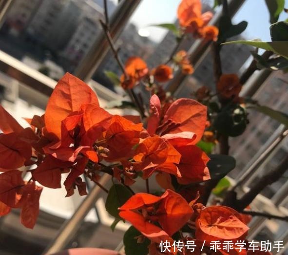 三角梅过冬有“讲究”,两种“情况”巧处理,安稳过冬,开满花!