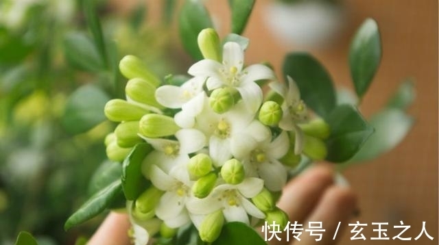 茉莉花|什么花开花勤还香，这种花香似茉莉，一开120天