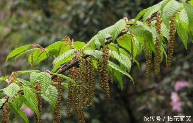 全球最珍贵的植物，树叶堪比黄金，就在中国“独此一棵”！