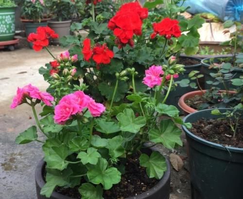 有4种花，开花漂亮又好养，春天栽种正好