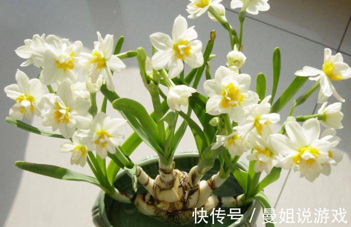 冬天想养开花植物,选这10种,冬季也能开花,而且香味十足