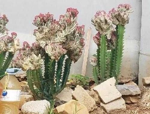 我养的麒麟植物怎么没光泽？