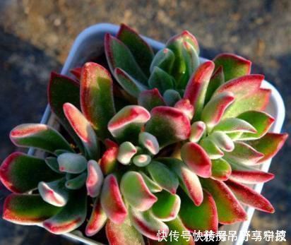 羡慕|多肉养成“大白菜”教你几个小绝招，个个状态美，谁见都羡慕