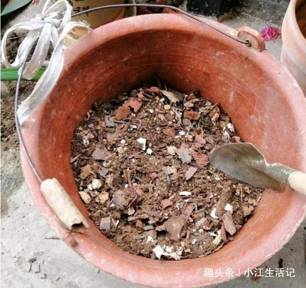 水杨酸|给花卉换盆时，底下垫点“小玩意”，不烂根，营养高，比施肥强！