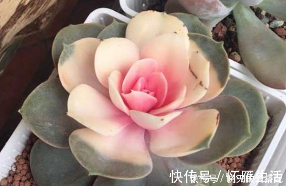 现在逛花市5种花不要买,虽然很漂亮,但是养活难度大,白花钱