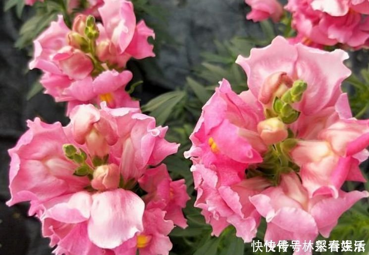 草花|家养“4种花”，招财、旺宅好兆头，好养又漂亮，天天有花赏