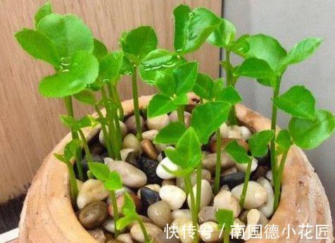 植物|自制花盆、水和肥养花,养啥旺啥,效果好成本低
