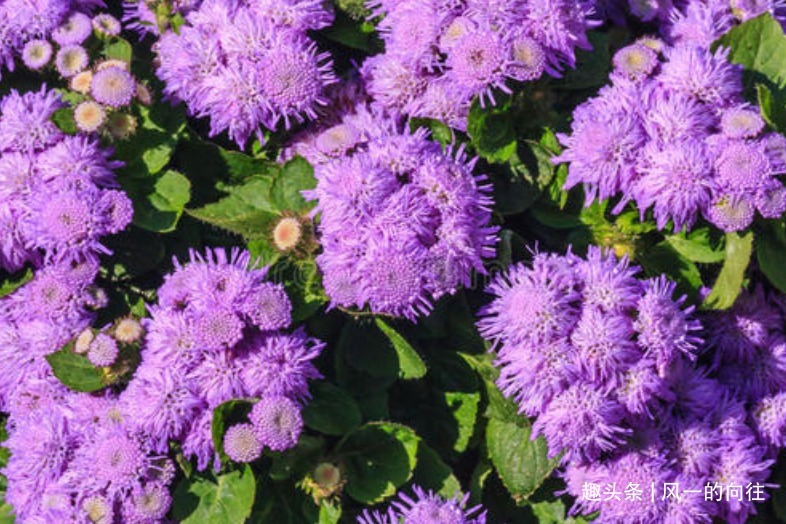 芳香|此花花姿妖娆,紫色的花朵散发着沁人心脾的芳香,令人心旷神怡