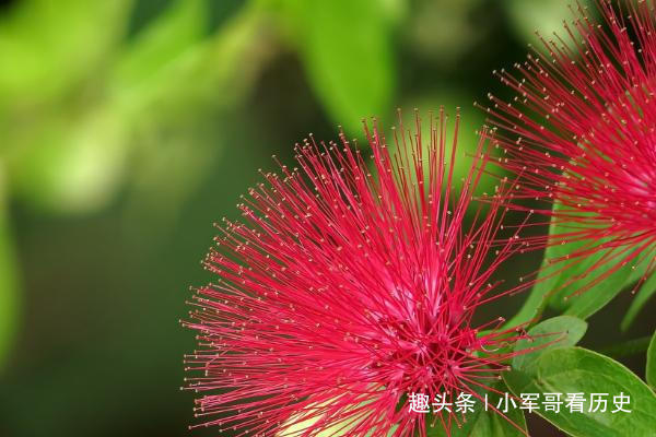 合欢|此花是澳大利亚的国花，俏皮华贵，两者相结合，简直是美轮美奂