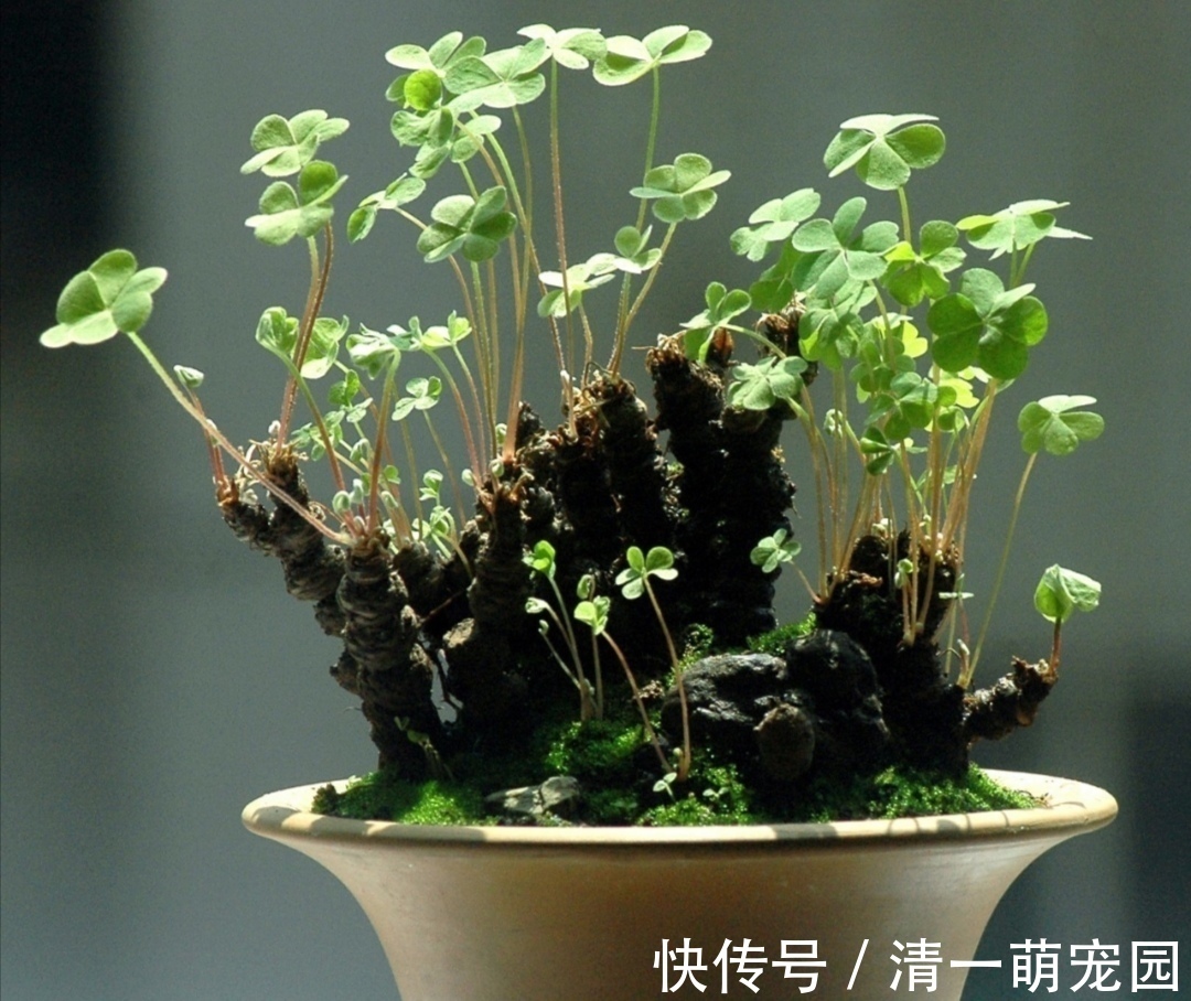 漂亮|5种不起眼的“小草”,挖回来做成盆景,越看越漂亮