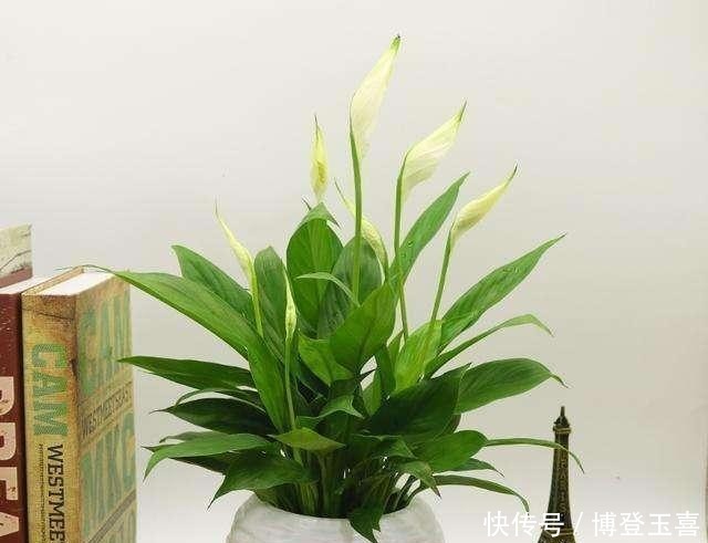 养白掌,避开2个“软肋”,从不蔫软,叶子绿悠悠,花儿白皙美艳