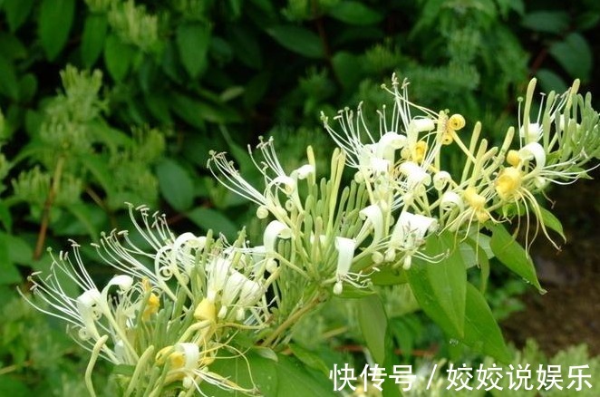 香甜|经常失眠睡不好,用此花泡水喝,去燥润肺,降血压,夜里睡得香甜