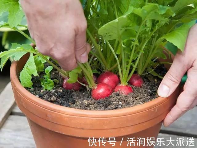 阳台|婆婆在阳台种“高钙菜”,15天摘“1篮子”,口感爽脆能“减肥