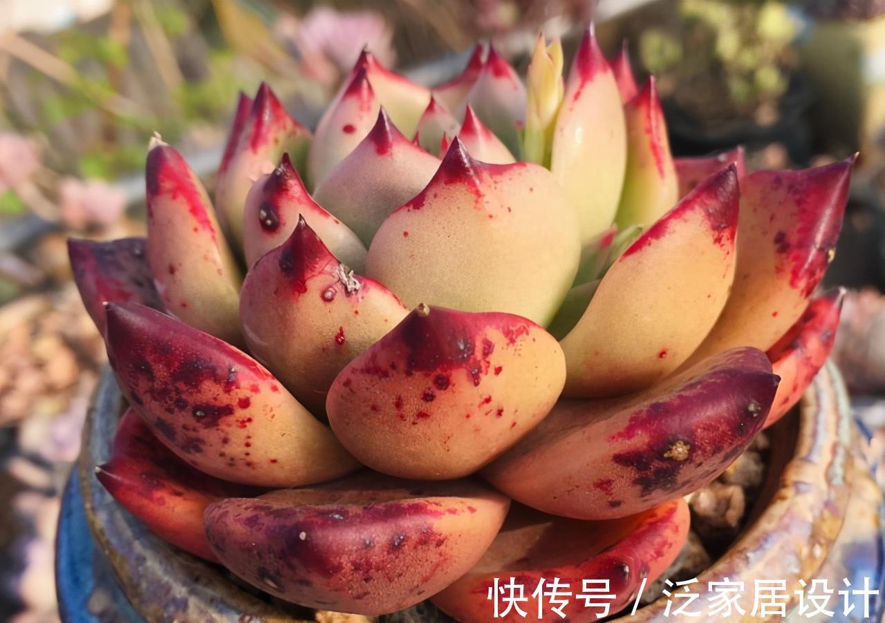 颜值|东云系出品皆是精品，多肉红颜蜜语，名字好听颜值高，不容错过