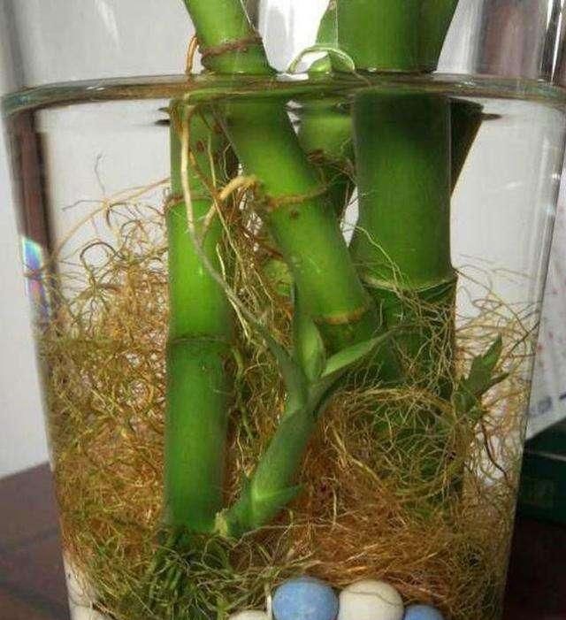 根部|花快死了别着急仍,学会这几种方法,能让植物起死回生,各个爆盆