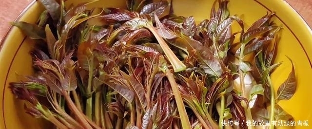 开春以后最爱的美味,鲜香美味又营养,满满春天的味道,做法简单