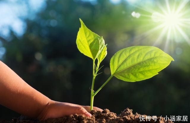  植物|养花不能用的3种土、4种水，不利于花卉生长，啥花都养不久