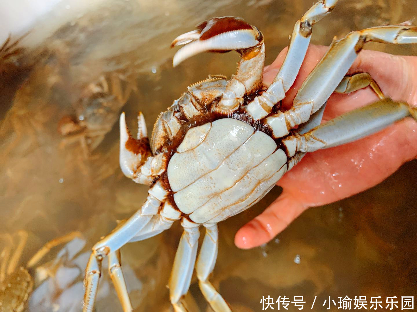 保存螃蟹时,放冰箱就错了!渔民:教您1妙招,放一周都是鲜活的