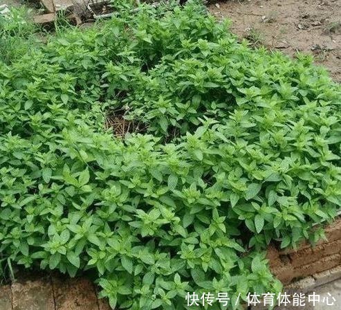 光照|薄荷这样养,植株粗壮,叶子多,掐个叶子,能做菜当“茶叶”!