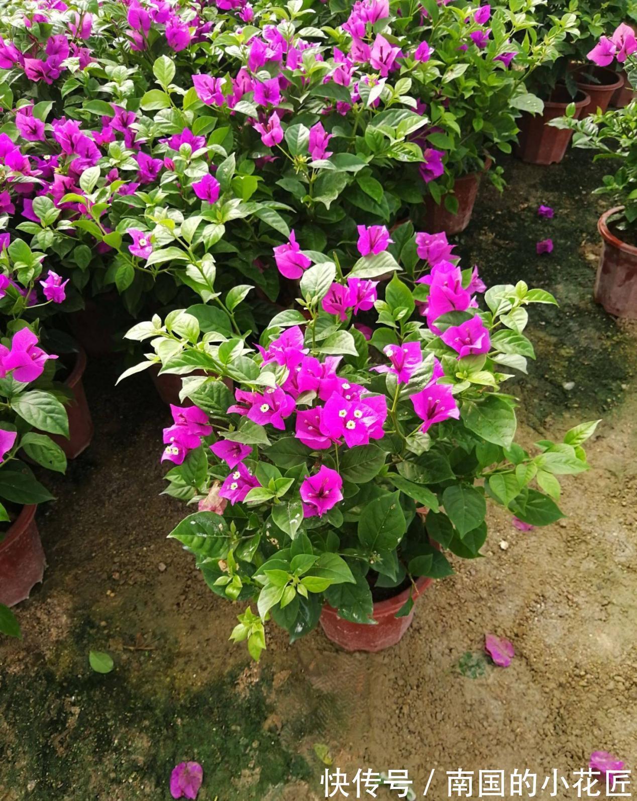 枝条|秋天凉,养三角梅把握住这4点,花叶健康,长势越来越好