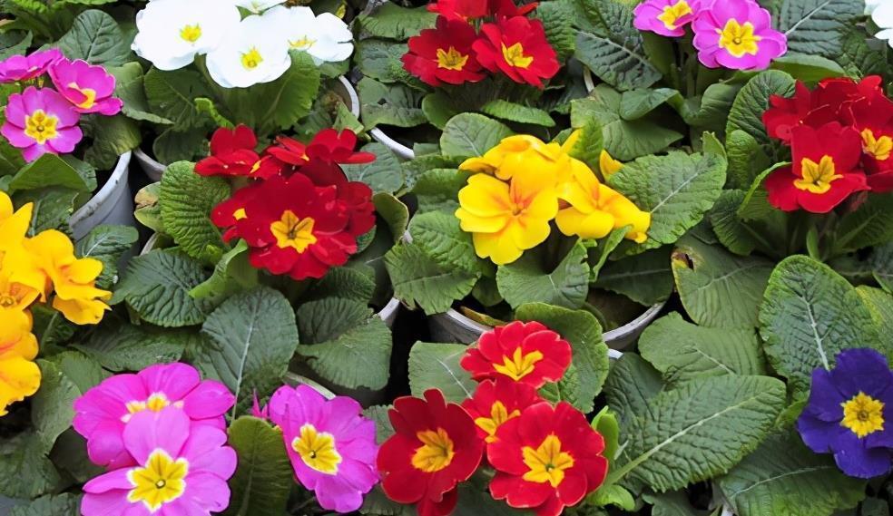 阳台|这些小草花,个个真美人,阳台养几盆,繁花不断,美到不敢看