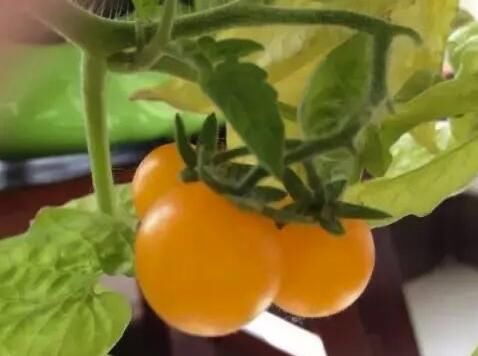 六种在家就可以种的菜,阳台种几盆,漂亮好吃有营养!