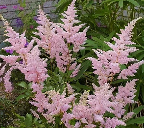 生长期|树荫下别空着,种上5种花,观叶赏花美极了,适合新手